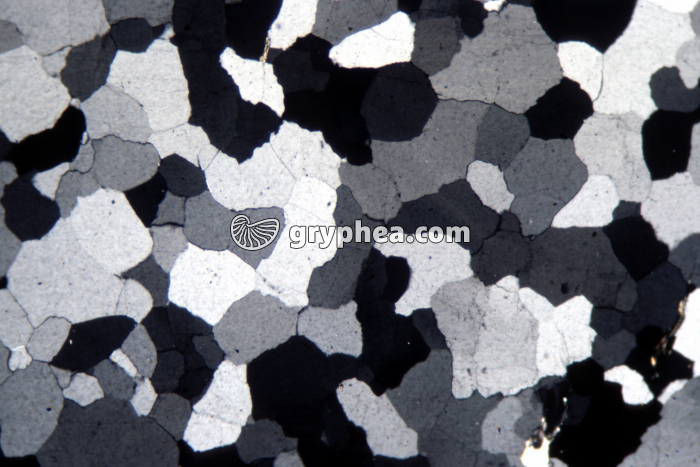 Quartz LPA x10 - gryphea.com